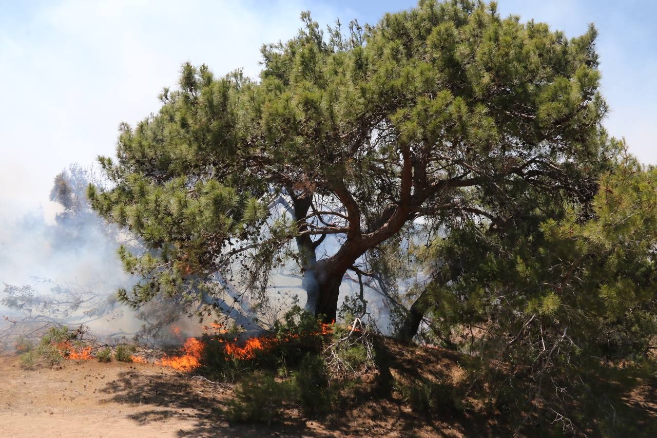 Antalya'da korkutan orman yangını