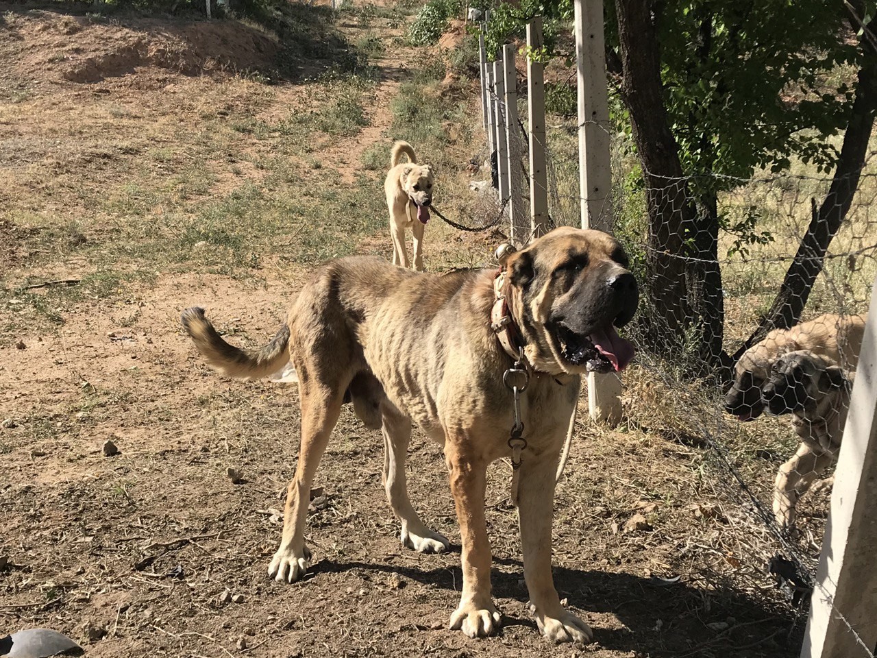 Anadolu ırkı çoban köpekleri heybetleriyle dikkat çekiyor
