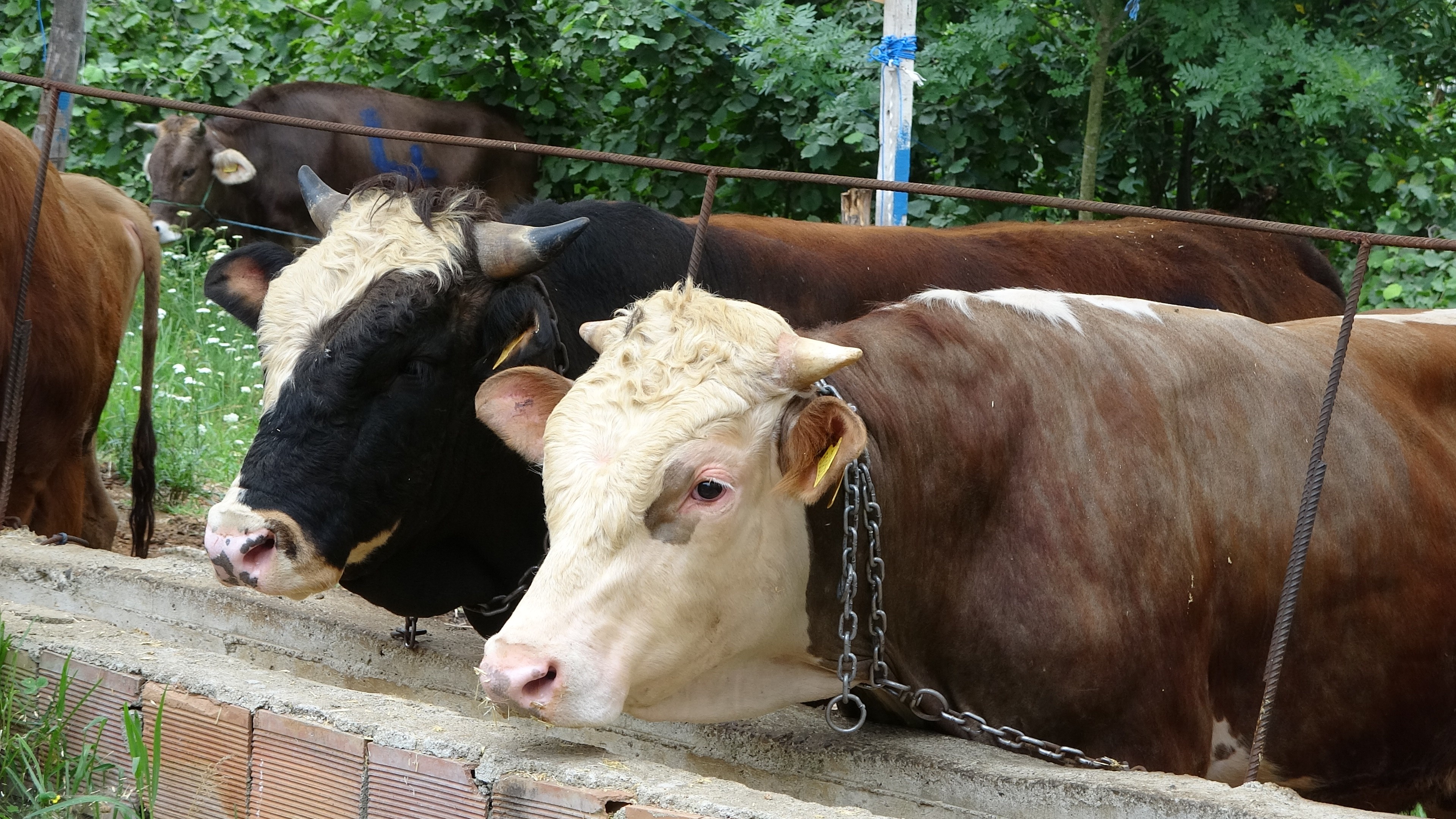 Kurbanlık hayvanlar pazara indi