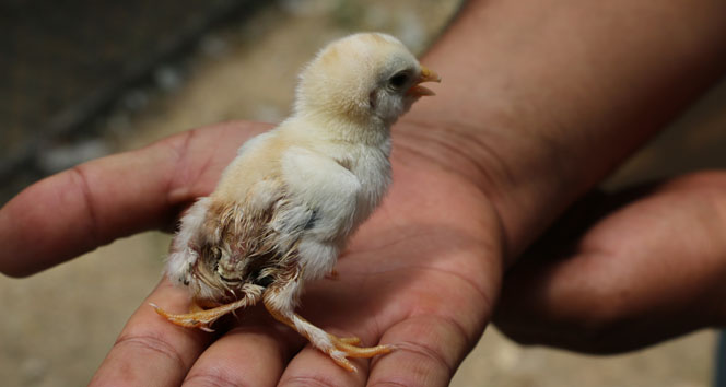 4 ayaklı civciv görenleri şaşırtıyor