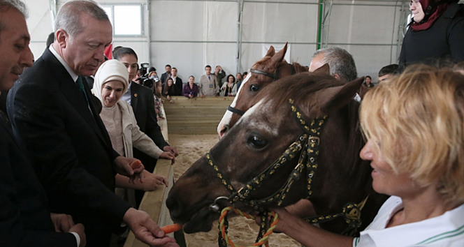 Cumhurbaşkanı Erdoğan, atlara havuç yedirdi