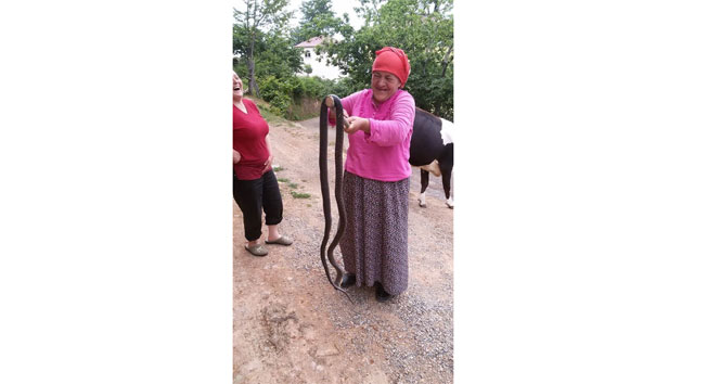 Evine girmeye çalışan 2 buçuk metrelik yılanı öldürdü