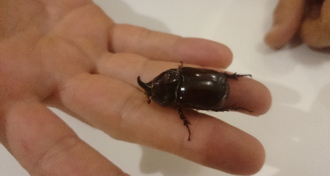 Yaz aylarında böcek ısırmalarına dikkat!