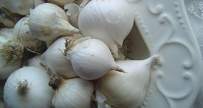 Sarımsak üreticileri sınır ticaretinden yana dertli