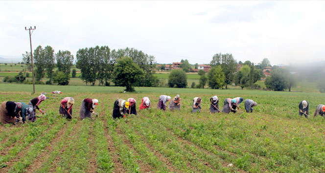 Sarımsağı don vurdu!