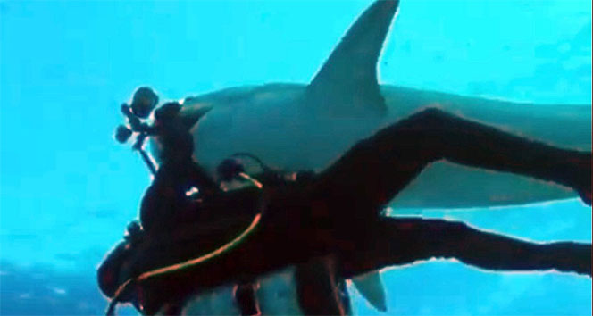 Köpekbalığı 10 bin dolarlık kamerayı kaptı