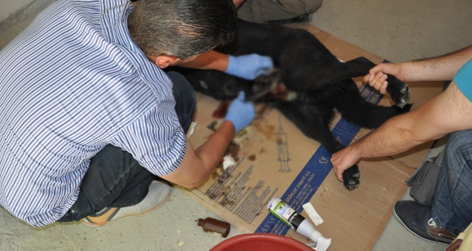 Yaralı köpeği veteriner kurtardı
