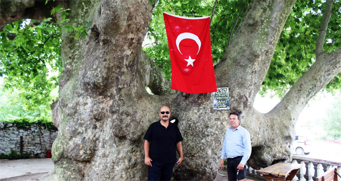 Bu ağaç Osmanlı İmparatorluğu’ndan daha yaşlı