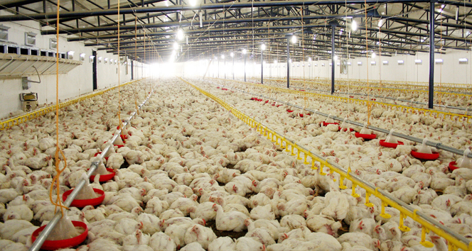 Tavukçuluk ayağa kalktı