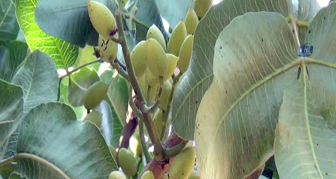 Fıstık üreticisi zor durumda