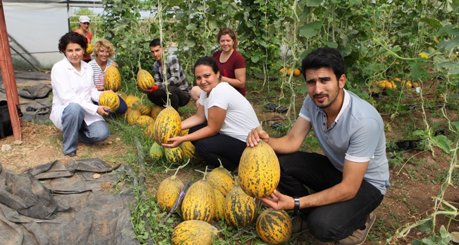 Susuz yetişen kavunda sona gelindi