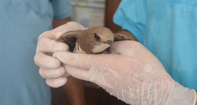 Yaralı kuşa, şefkat eli