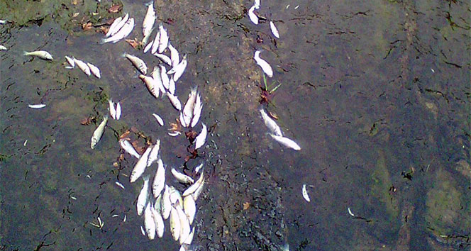 Yalova&#039;da balık ölümleri