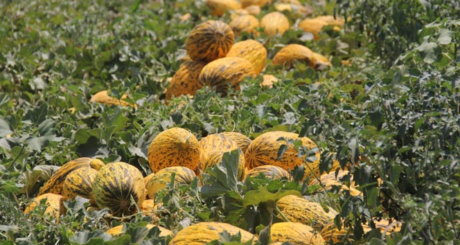 Markette kilosu 2 TL'den satılan kavun tarlada 20 kuruş