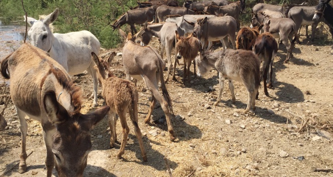 Köy köy gezerek 50 eşek satın aldı