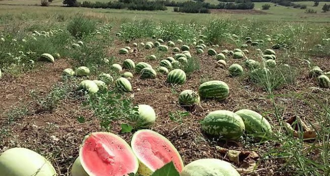 Kilosu 10 kuruşa düşünce tonlarca karpuz tarlada kaldı