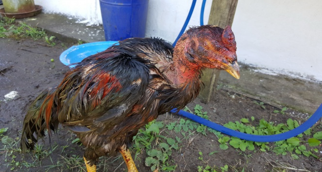 Horoz dövüştürenlere rekor ceza