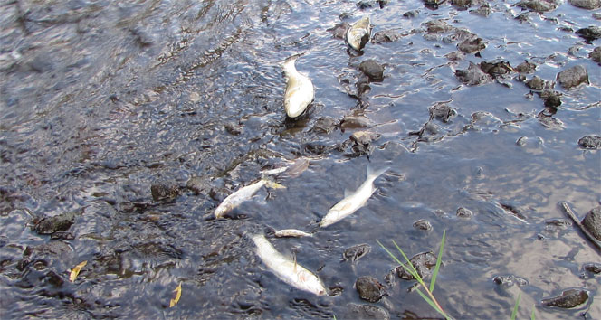 Çanakkale’de korkutan balık ölümleri