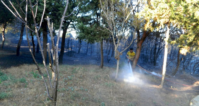 Mudanya&#039;da 3 hektar ormanlık alan kül oldu