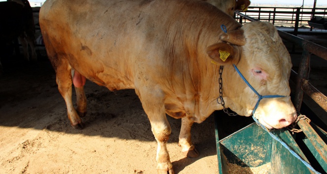 Kurban nasıl kesilir?