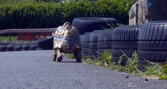 Saniyede 28 santim giderek dünyanın en hızlı kaplumbağası oldu