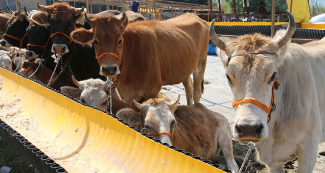 Kurbanlıklara gebelik testi