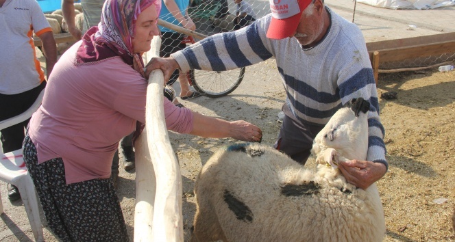 Kurbanlık koçlarına kına yaktı