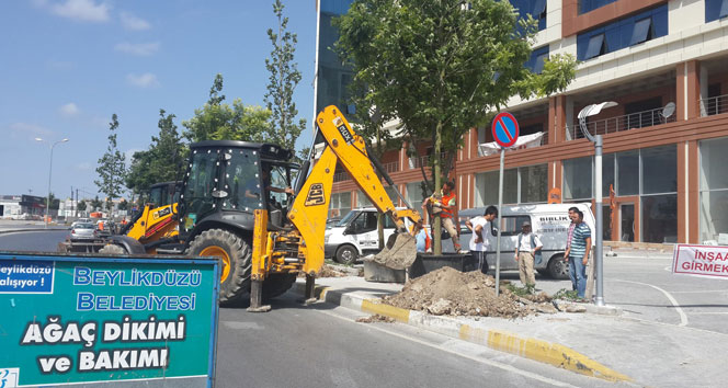 Beylikdüzü Belediyesi ağaçlandırma çalışmalarına hız veriyor