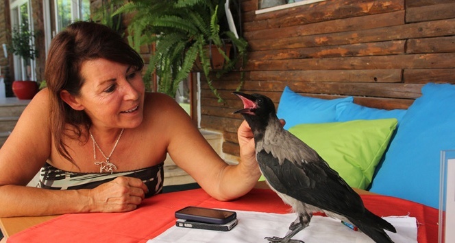 Yaralı yavru karga otelin maskotu oldu