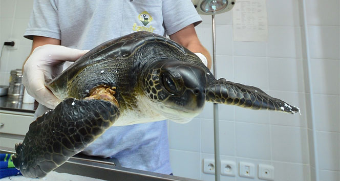 İşkence gören 'masum' kaplumbağa emin ellerde