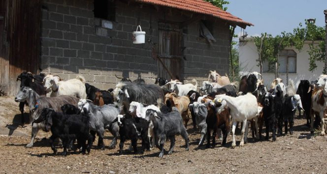 ‘Çocuklar gerçek süt ve yoğurt tüketmeden büyüyor’