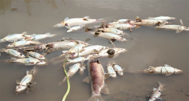 Kars Çayı’nda toplu balık ölümleri