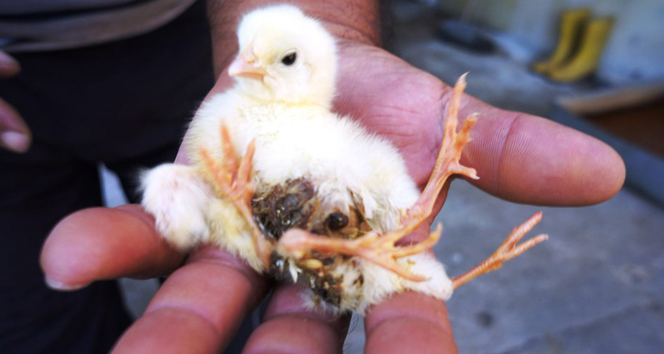 Dört ayaklı civciv görenlerin ilgisini çekiyor