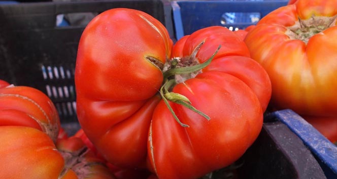 Koyulhisar’da domates hasadı