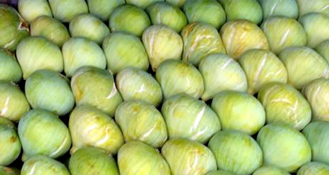 Mut’ta incir hasadı başladı