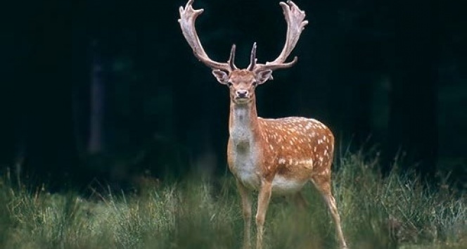 Kuşadası yeni alageyiklerine kavuştu