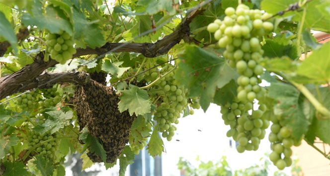 İstanbul’un ortasında arılar oğul verdi