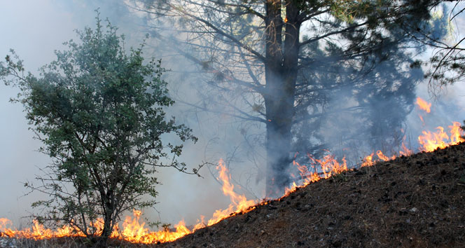 Elazığ&#039;da korkutan orman yangını