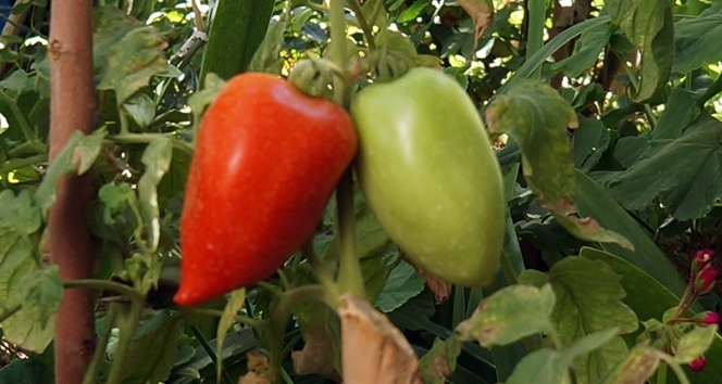 Biber görünümlü domates
