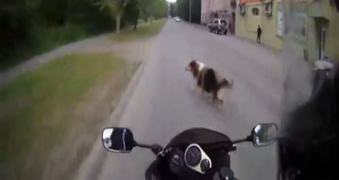 Yola çıkan köpek sonu oluyordu