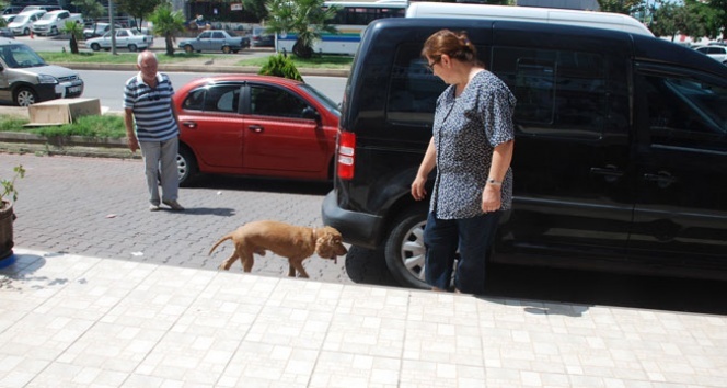 Felçli köpek sahiplerinin sevgisi ile yeniden yürüdü