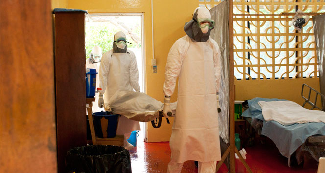 Meyve yarasaları ebola virüsünün doğal kaynağı
