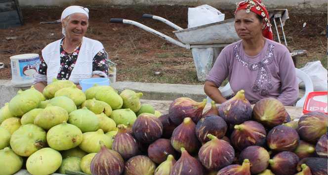 Kaz Dağları, inciriyle de şifa dağıtıyor