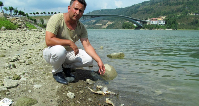 Suat Uğurlu Baraj Gölü’nde toplu balık ölümleri
