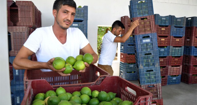 Astronomik limon fiyatı üreticiyi de şaşırttı