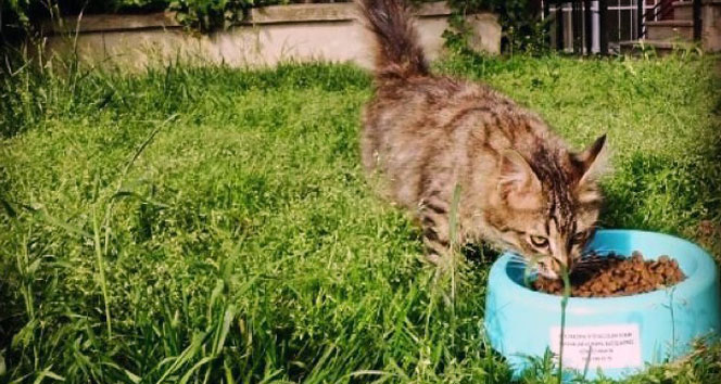 Üsküdarlı gençler sokak hayvanları için el ele