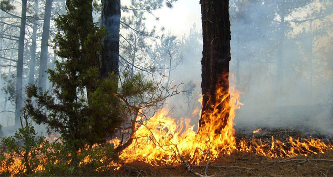 Isparta’da orman yangını