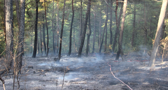 Çan&#039;da orman yangını