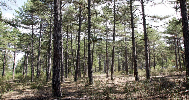 Eskişehir ormanlarının gelecek 20 yılı planlanıyor