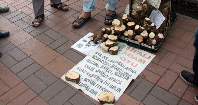 Şifalı Adam Otu sokaklarda şifa dağıtıyor